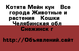 Котята Мейн кун - Все города Животные и растения » Кошки   . Челябинская обл.,Снежинск г.